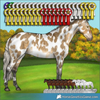 Horse Color:Gray White Spotted Silver Buckskin Dun Appaloosa Brindle