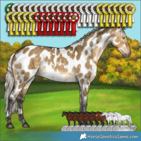 Horse Color:Gray White Spotted Silver Buckskin Dun Appaloosa Brindle 