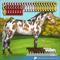 Horse Color:Gray White Spotted Silver Buckskin Dun Appaloosa Brindle 