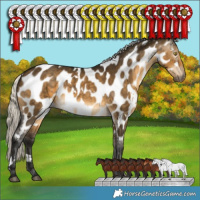 Horse Color:Gray White Spotted Silver Buckskin Dun Appaloosa Brindle