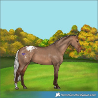 Horse Color:Silver Brown Dun Varnish 