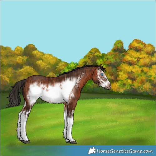 Horse Color:Bay Splash Frame  and Gray Bay Splash Frame 