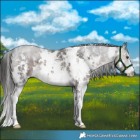 Horse Color:Platinum White Spotted Liver Chestnut Sabino 