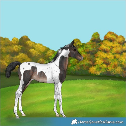 Horse Color:Brown Tobiano Rabicano 
