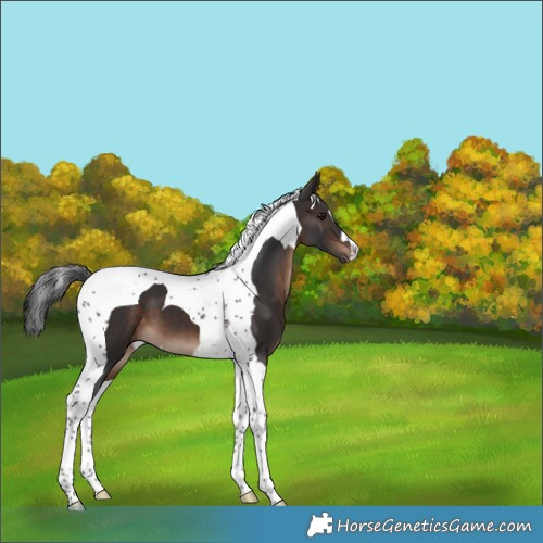 Horse Color:Brown Tobiano 