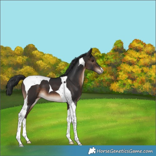 Horse Color:Brown Tobiano 