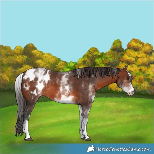 Horse Color:White Spotted Brown Appaloosa Rabicano 