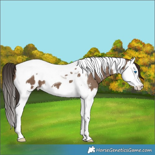 Horse Color:Liver Red Dun Splash Tobiano Appaloosa
