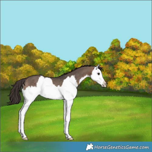 Horse Color:Brown Dun Splash Appaloosa Rabicano 