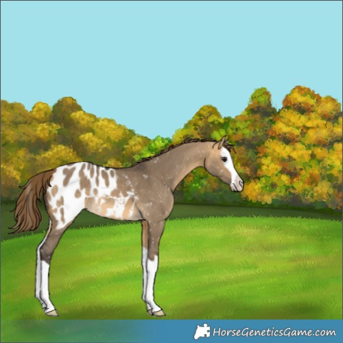 Horse Color:Buckskin Dun Splash Appaloosa