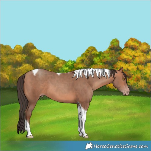 Horse Color:Amber Champagne Tobiano 