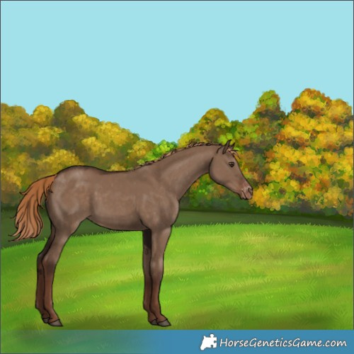 Horse Color:Liver Red Dun Appaloosa 