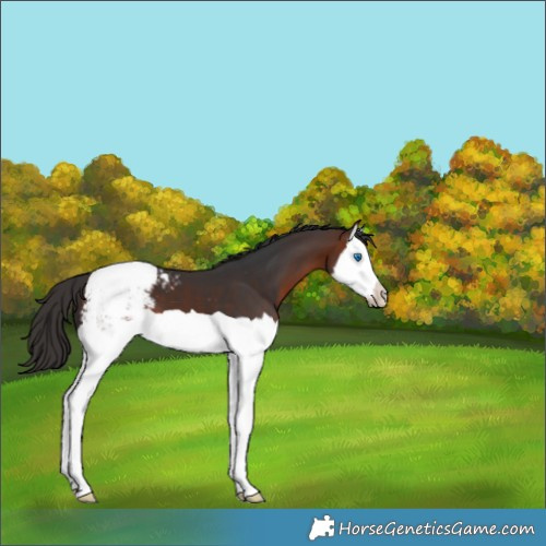 Horse Color:Brown Splash Appaloosa 
