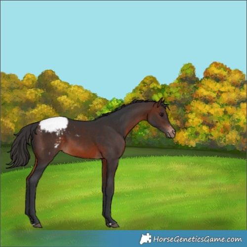 Horse Color:Brown Appaloosa