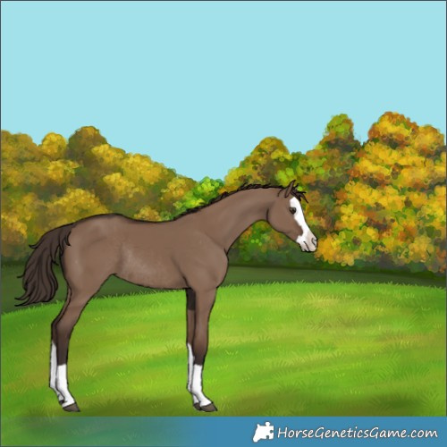 Horse Color:Liver Red Dun Splash Appaloosa Rabicano 