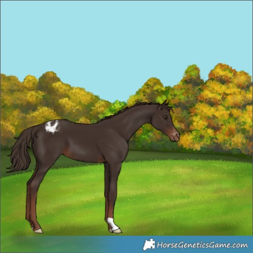 Horse Color:Liver Chestnut Appaloosa