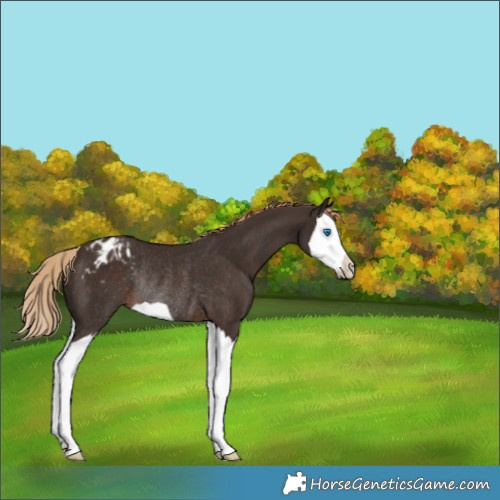 Horse Color:Liver Chestnut Splash Appaloosa Rabicano 