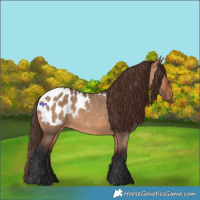 Horse Color:Bay Dun Appaloosa 