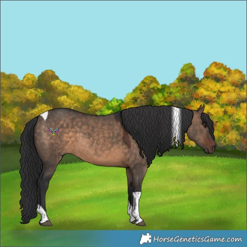 Horse Color:Brown Dun Tobiano 