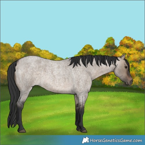 Horse Color:Brown Roan Dun 