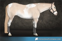Horse Color:Perlino Roan Tobiano Rabicano 