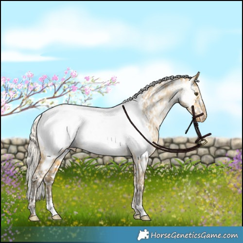 Horse Color:Silver Buckskin Dun Appaloosa 