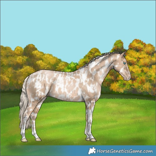 Horse Color:Chocolate Palomino Pearl Tobiano Frame  and Chocolate Palomino Pearl Tobiano Frame Appaloosa 