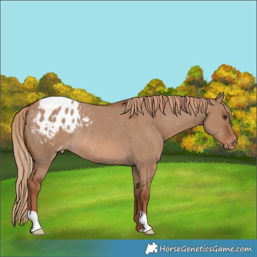Horse Color:Red Dun Appaloosa Rabicano 