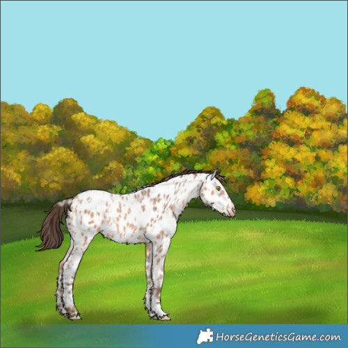 Horse Color:Amber Champagne Appaloosa  and Amber Champagne Appaloosa 
