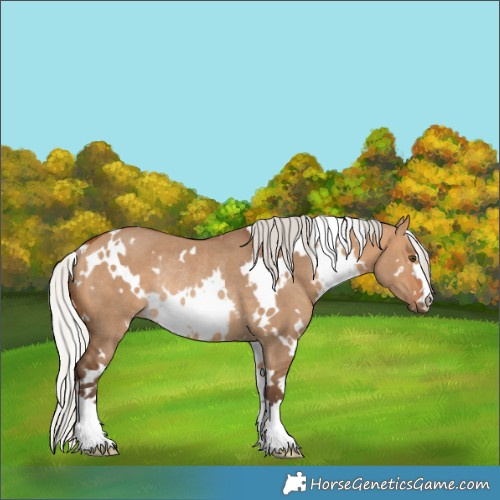 Horse Color:White Spotted Silver Bay Dun Rabicano 