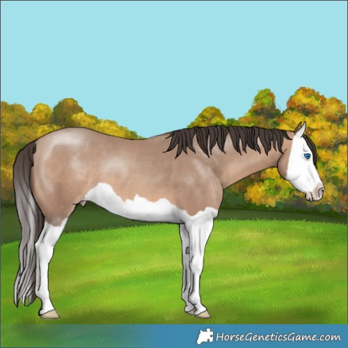 Horse Color:Sable Champagne Splash 