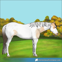 Horse Color:Buckskin Roan Dun Tobiano Frame Rabicano 