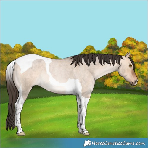 Horse Color:Bay Roan Dun Tobiano 