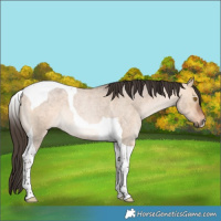 Horse Color:Bay Roan Dun Tobiano 