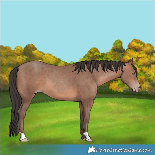 Horse Color:Sable Champagne 