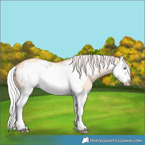 Horse Color:Silver Classic Champagne Dun Splash Frame Rabicano 