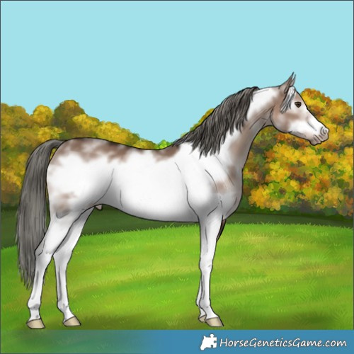 Horse Color:Liver Red Dun Mushroom Sabino Frame 