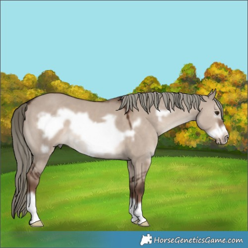 Horse Color:Liver Red Dun Mushroom Frame 