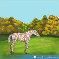 Horse Color:Sable Champagne Appaloosa  and Silver Sable Champagne Appaloosa 