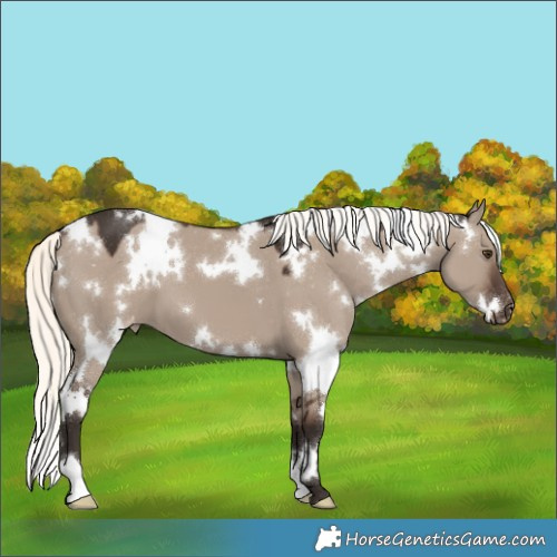 Horse Color:White Spotted Liver Red Dun Mushroom Appaloosa 