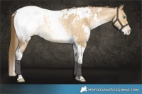 Horse Color:White Spotted Buckskin Pearl Dun Tobiano Appaloosa Rabicano 