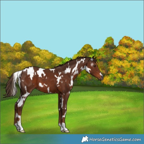 Horse Color:Gray White Spotted Chestnut
