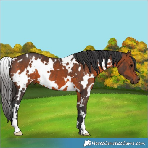 Horse Color:White Spotted Brown 