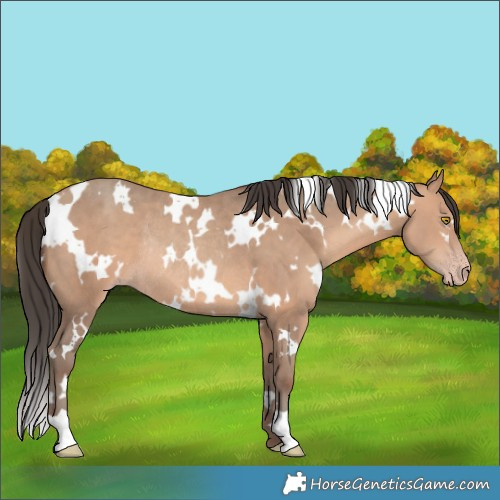 Horse Color:White Spotted Amber Champagne Rabicano