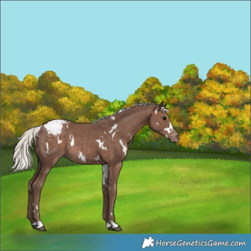 Horse Color:White Spotted Silver Black Appaloosa Rabicano 