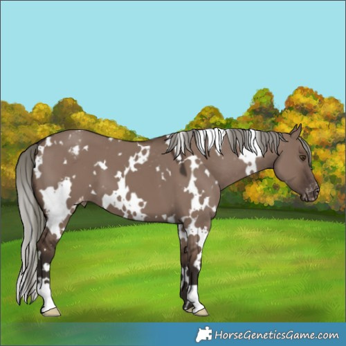 Horse Color:White Spotted Liver Red Dun Mushroom Appaloosa 