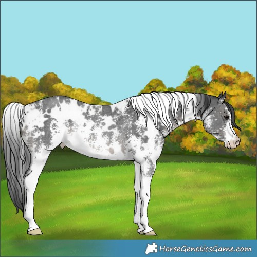 Horse Color:White Spotted Black Sabino Rabicano