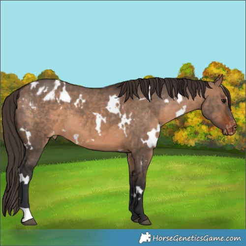 Horse Color:White Spotted Brown Dun Appaloosa 