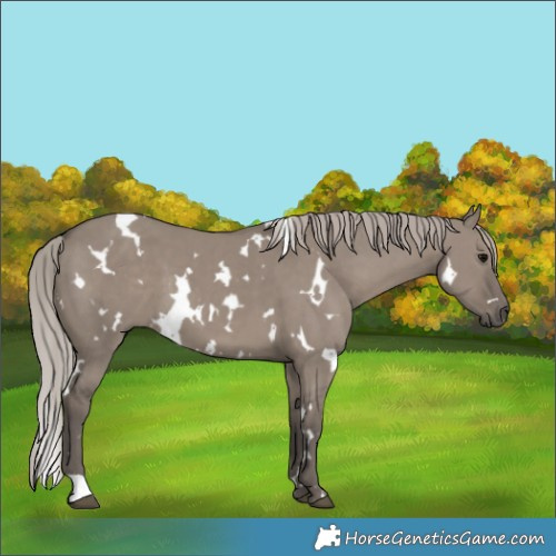 Horse Color:White Spotted Silver Grullo 