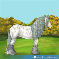 Horse Color:Watercolor White Spotted Buckskin Dun Appaloosa 